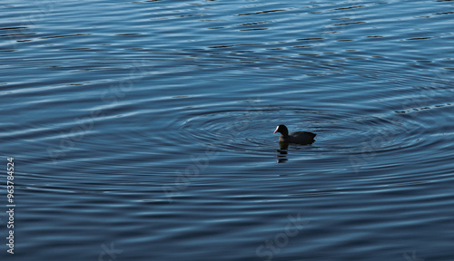duck on the water