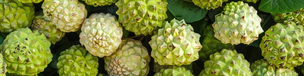 Stack of custard apples available for purchase Stack of custard apples available for purchase