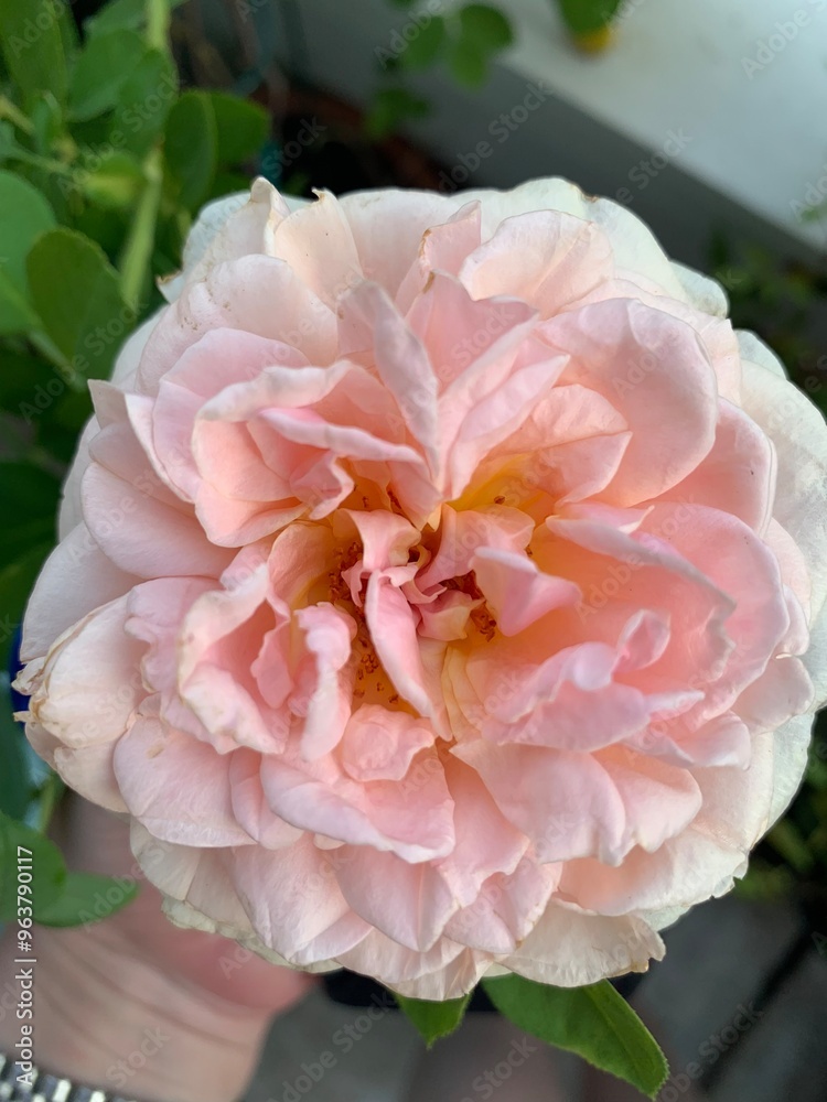 Rose Rose