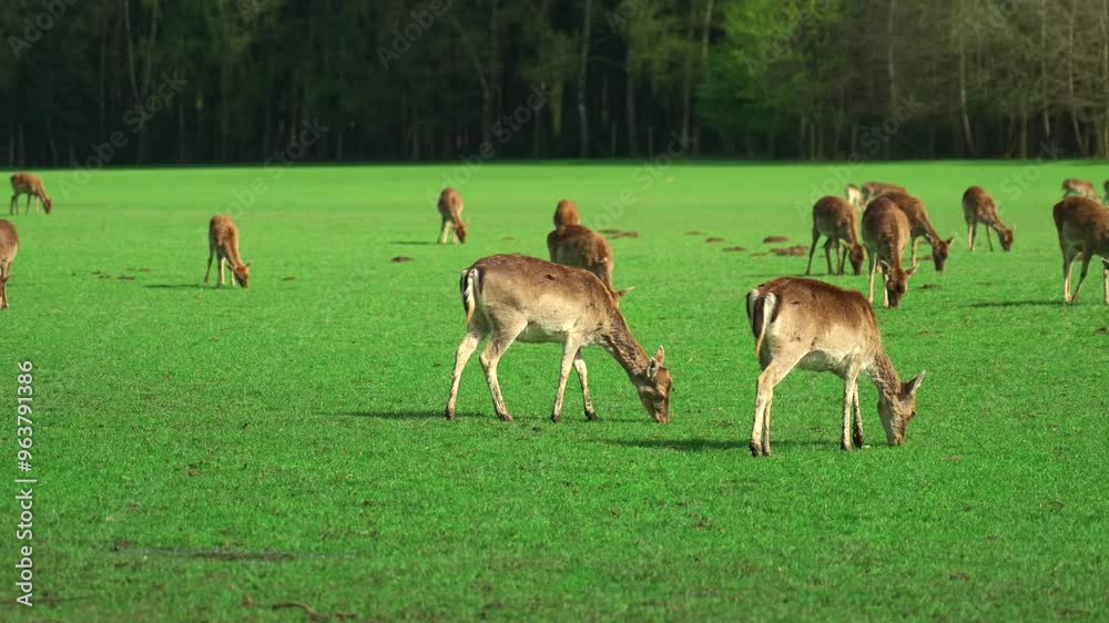 Herd of young deer grazing in green meadow near forest. Wide angle herd of young whitetail deer grazing in pasture on sunny day. Newborn roe deer, wild spring nature. Farming and livestock in Germany Herd of young deer grazing in green meadow near forest. Wide angle herd of young whitetail deer grazing in pasture on sunny day. Newborn roe deer, wild spring nature. Farming and livestock in Germany