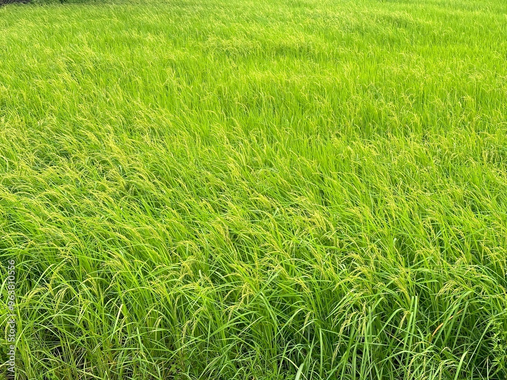 Obraz premium Rice fields in the morning
