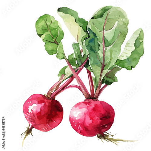 Watercolor of Radish, isolated on a white background, and Radish vector