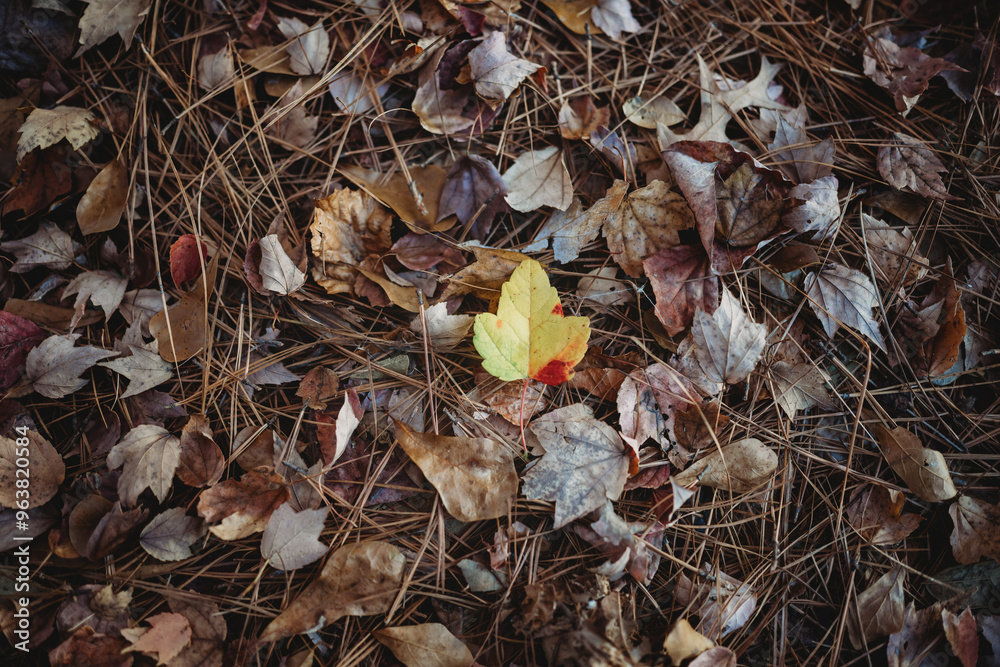 Autumn leaves on an Autumn Day Autumn leaves on an Autumn Day