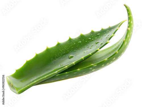 aloe vera leaves