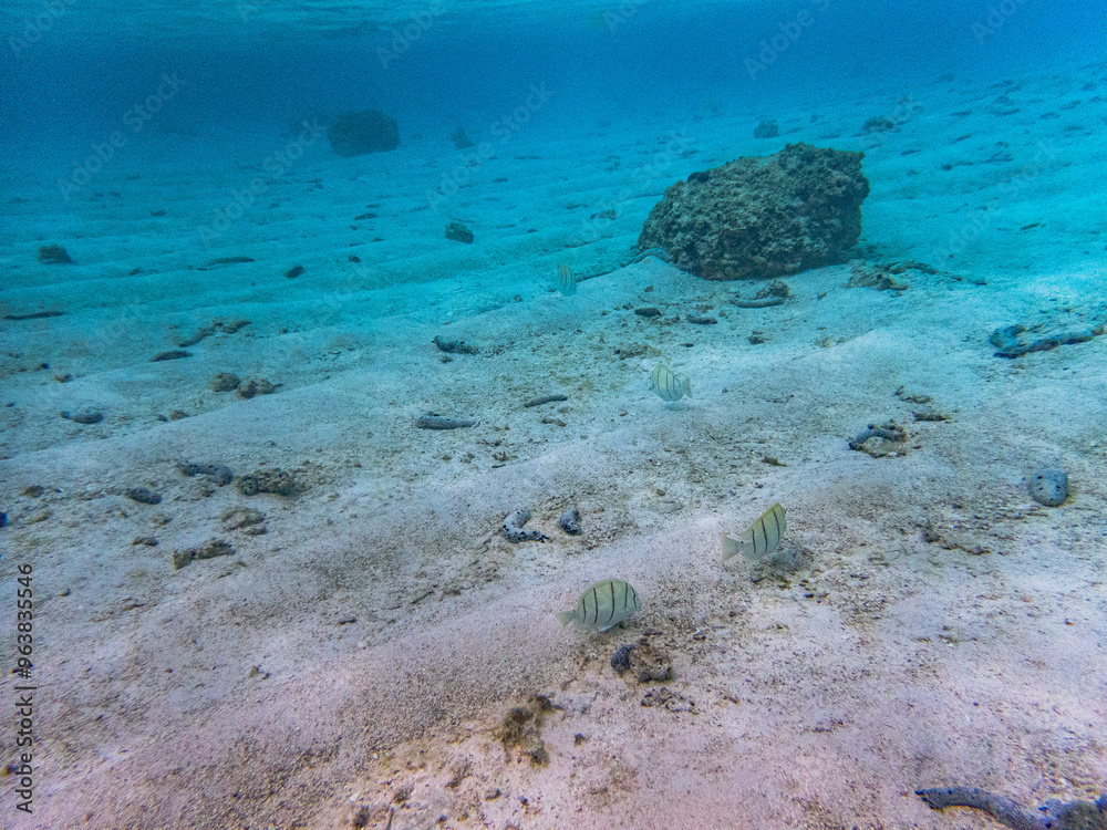 Obraz premium Rarotonga (August 2024).