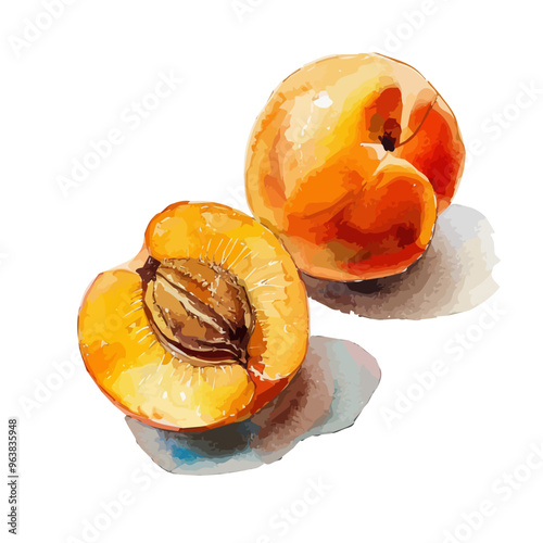 Watercolor painting of Apricot fruit, isolated on a white background, and Apricot fruit vector