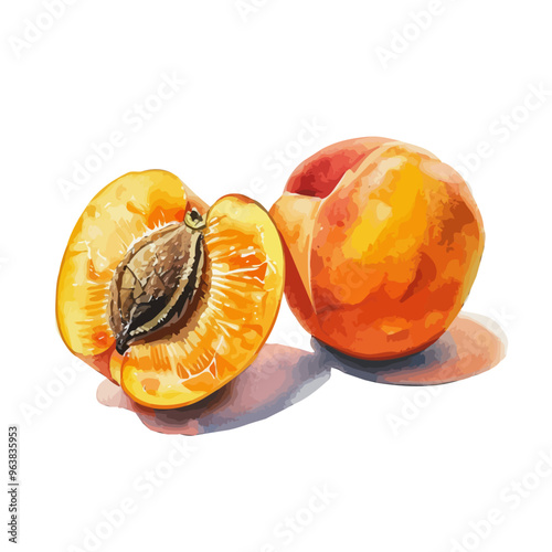 Watercolor vector of Apricot fruit, isolated on a white background, and Apricot fruit vector