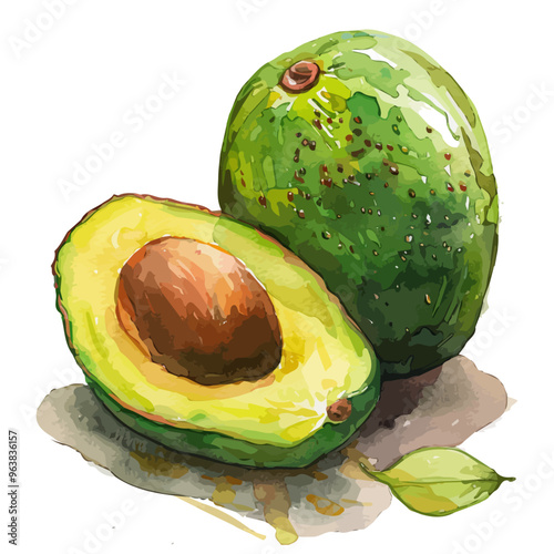 Watercolor painting of avocado fruit, isolated on a white background, and avocado fruit vector