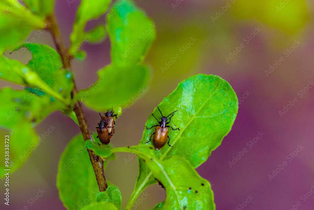 Wild plants, insects, and spiders captured by macro lenses Wild plants, insects, and spiders captured by macro lenses