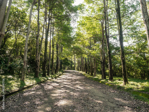 The beautiful mountain path surrounded by trees.
