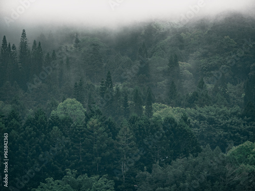 a forest with a foggy background and a foggy sky