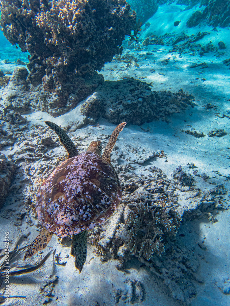 Naklejka premium Rarotonga (August 2024).