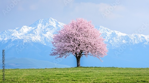 A lone cherry blossom tree in full bloom, standing on a green field with snow-capped mountains in the background, creating a tranquil spring scene with space for text.