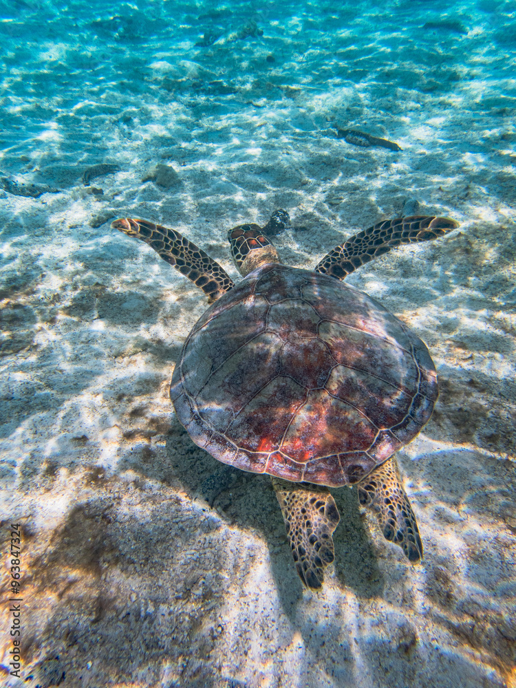 Fototapeta premium Rarotonga (August 2024).