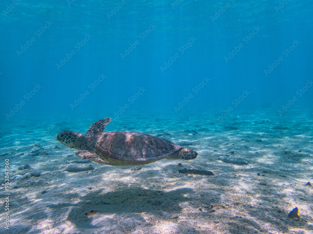 Fototapeta premium Rarotonga (August 2024).
