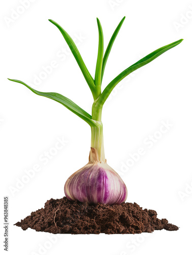 Garlic growing in soil