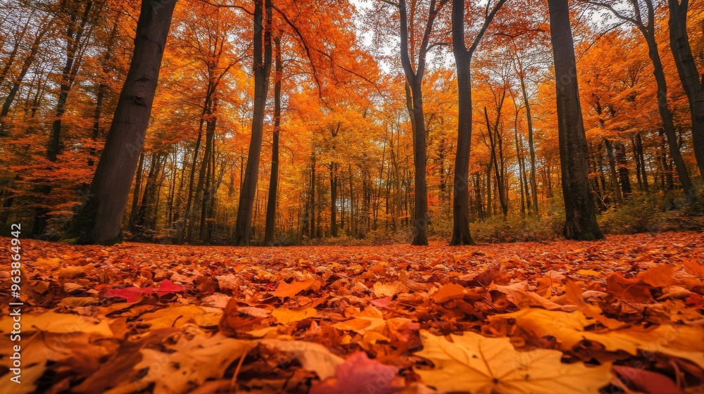 Autumn Forest Floor with Fallen Leaves and Tall Trees Autumn Forest Floor with Fallen Leaves and Tall Trees