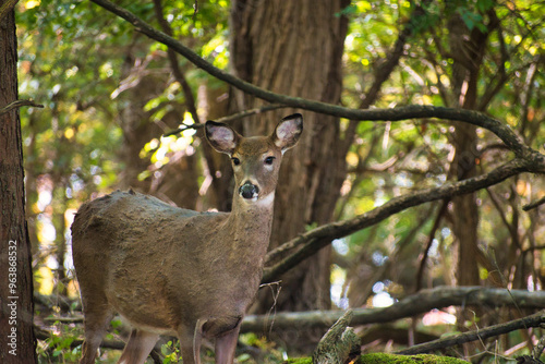Deer in Forest