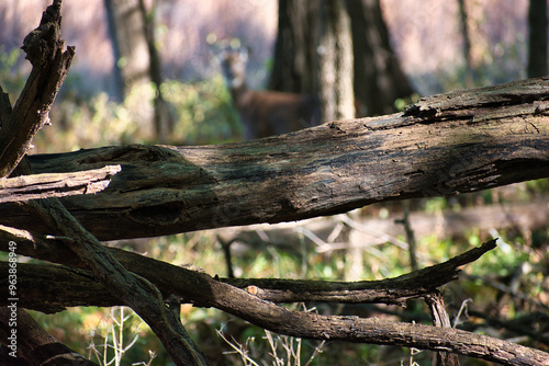 Deer in Forest
