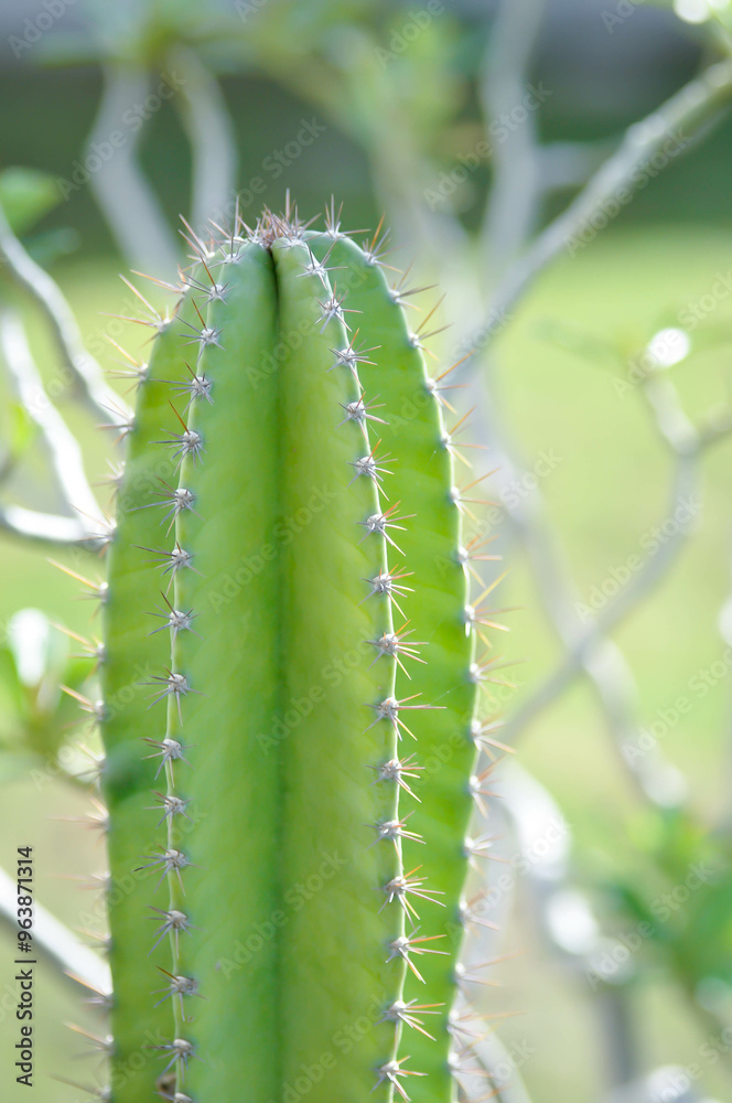 cactus , Fairytale castle or Cereus peruvianus cactus , Fairytale castle or Cereus peruvianus