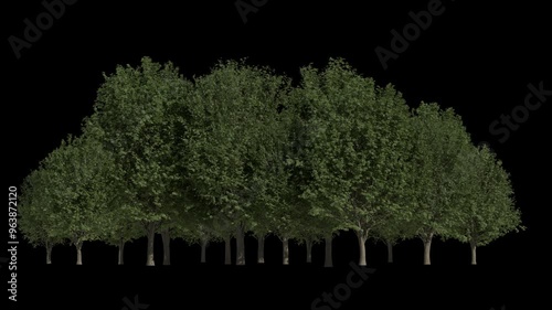 tree isolated loop alpha channel, realistic 3d rendering forest nature background