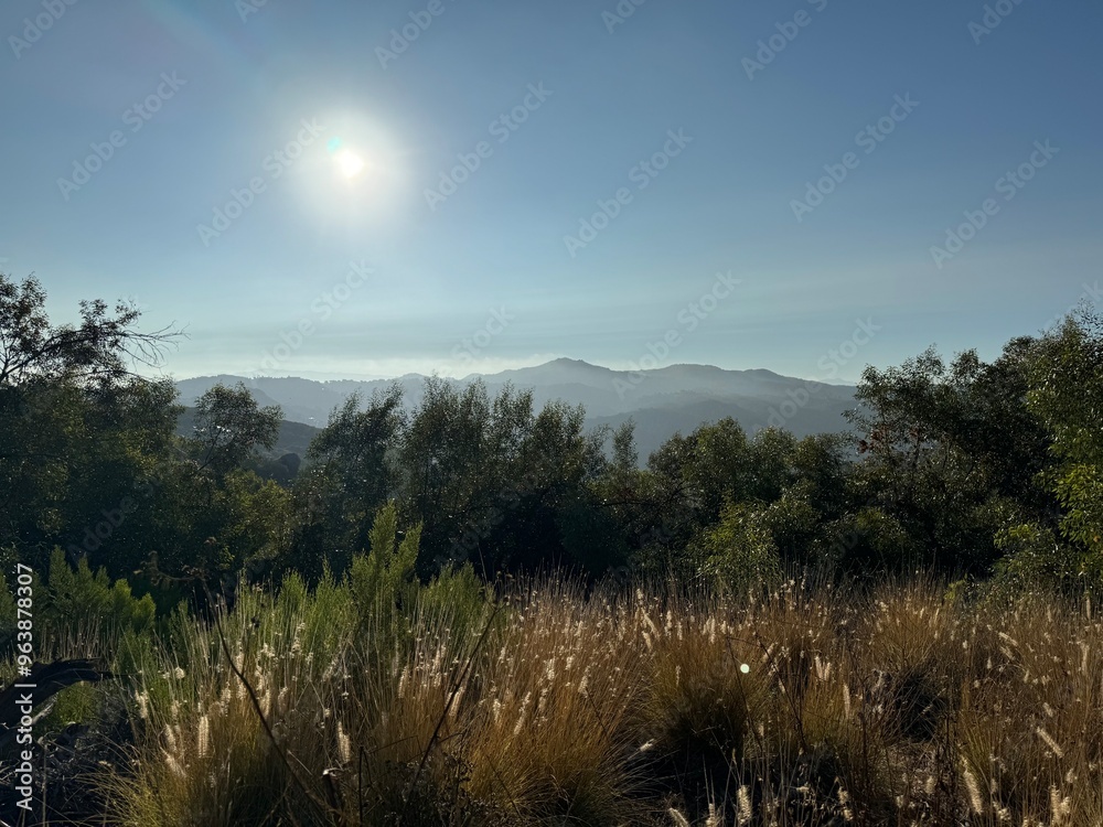 sunrise in the mountains over desert trees and wildflowers - Escondido, California sunrise in the mountains over desert trees and wildflowers - Escondido, California