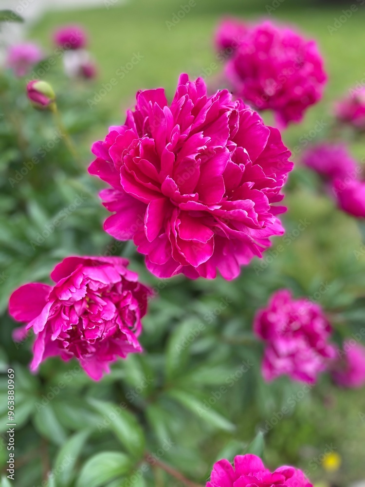 Vibrant pink peonies bloom against a soft green background. The petals are lush and layered, creating a striking floral display. Perfect for garden and floral photography lovers.