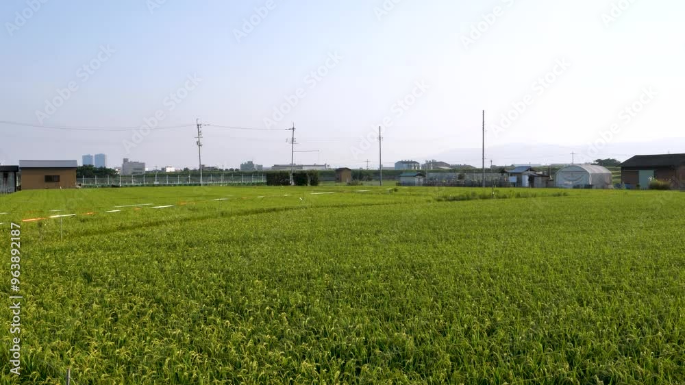 大阪府松原市に広がる田園風景