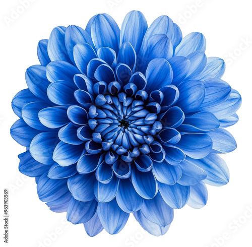 Beautiful blue flower blooming in vibrant detail, cut out - stock png.