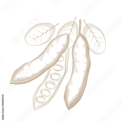 Vector Illustration Logo Line art Superfood Carob Pods 