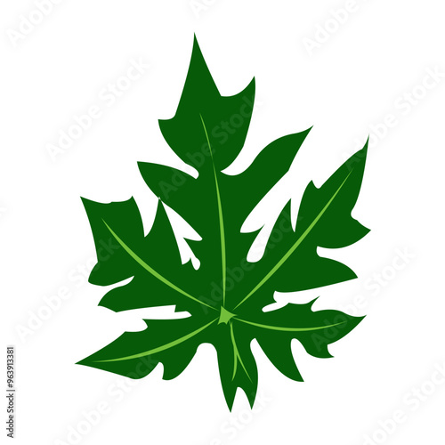 The surface of papaya leaves is green with visible leaf veins isolated on white