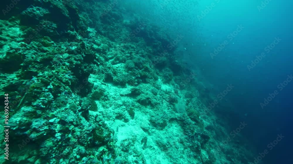 Rocky ocean floor dotted with various corals and sea plants Rocky ocean floor dotted with various corals and sea plants
