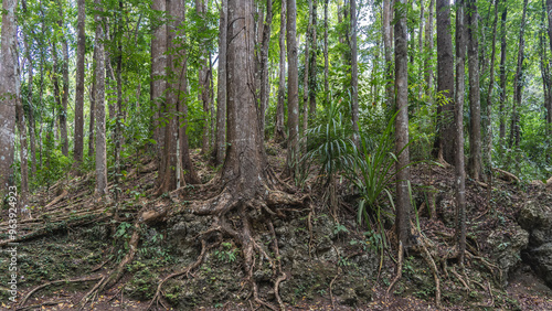 Photography The rainforest