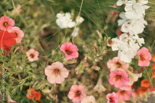 flowers in a field