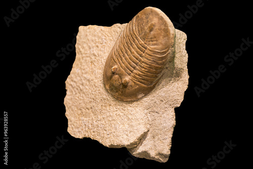 Fossil of Extinct Trilobite in Museum Exhibit photo
