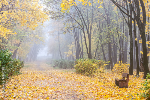 park footpath covered with dry fallen leaves. trees with yellow foliage. foggy weather. photo