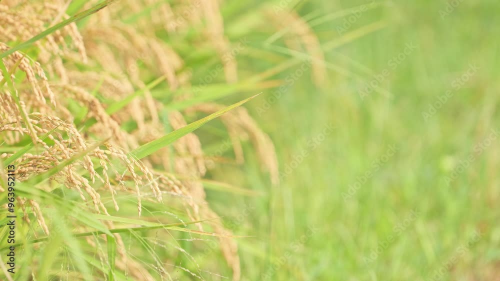 Rice plant, ripe paddy , asian rice in the field. Rice plant, ripe paddy , asian rice in the field.