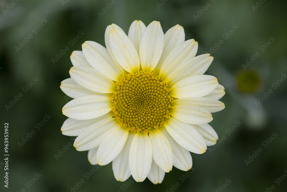 Anthemis Tinctoria, common daisy Anthemis Tinctoria, common daisy