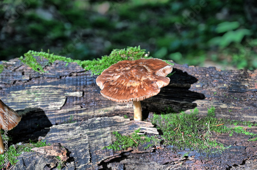 Funghi in the forrest
