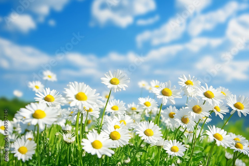 Beautiful Field of Daisies with Blue Sky Background – Nature, Spring, and Summer