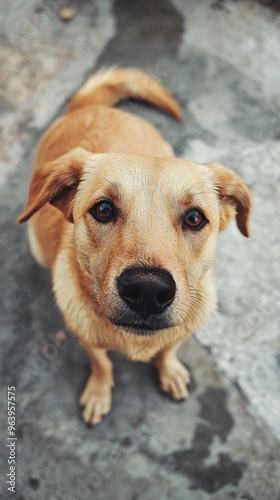 Cute Dog Looking Up Closeup Portrait