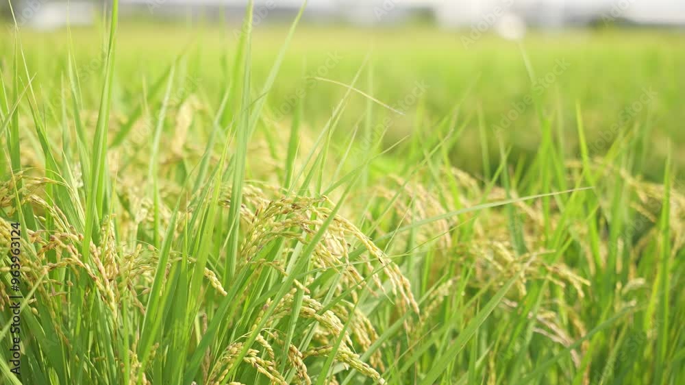 Rice plant, ripe paddy , asian rice in the field. Rice plant, ripe paddy , asian rice in the field.