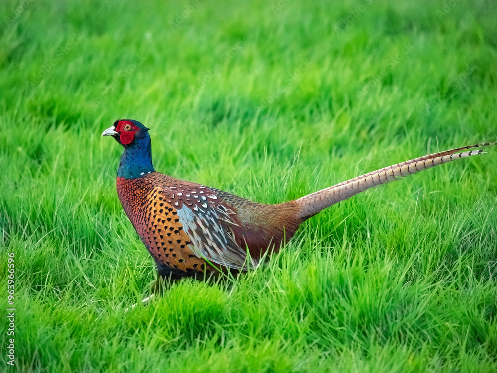 Fototapeta premium OLYMPUS DIGITAL CAMERA