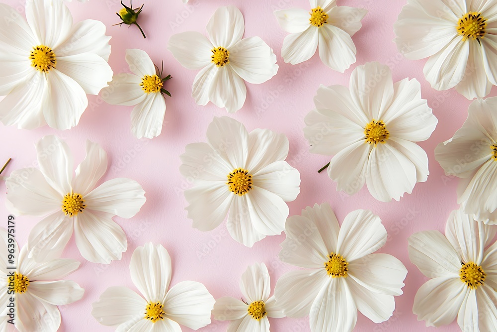 Delicate White Flowers on Soft Pink Background Delicate White Flowers on Soft Pink Background