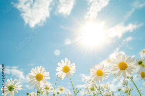 Bright daisy field with sunburst and blue sky.