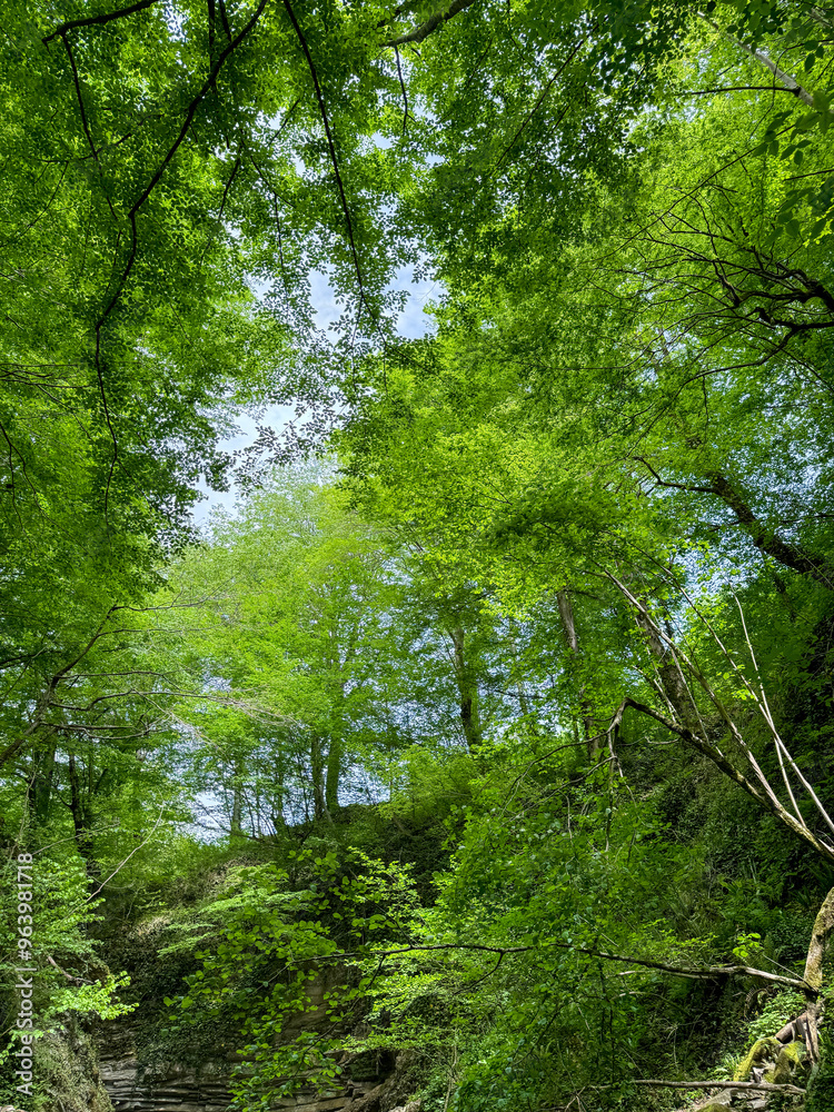 Trees in the forest grow on rocky cliffs of the mountains. Summer Trees in the forest grow on rocky cliffs of the mountains. Summer