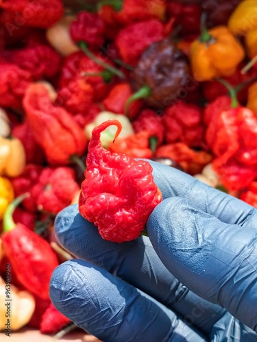 carolina reaper hot chillii peppers photo