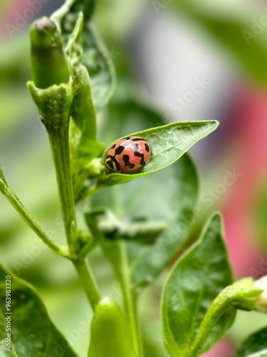ladybird on a leaf
