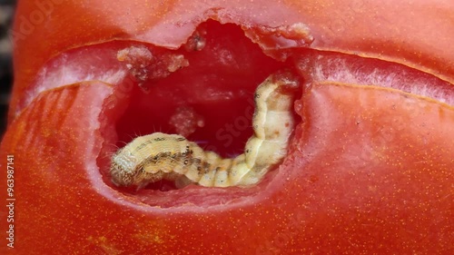 close up of a caterpillar in tomato
