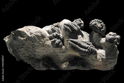 Fossil of Extinct Trilobite in Museum Exhibit photo